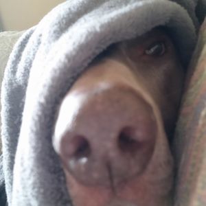 Meet your Posher, Max